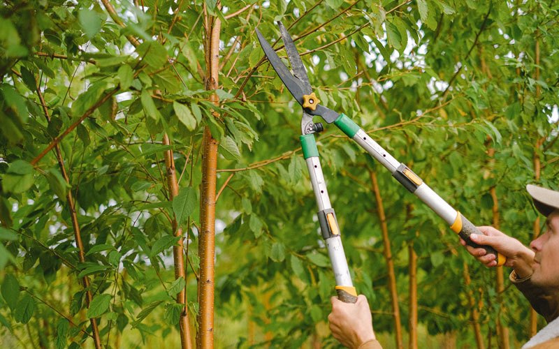 Tree trimming in Idaho Falls, ID